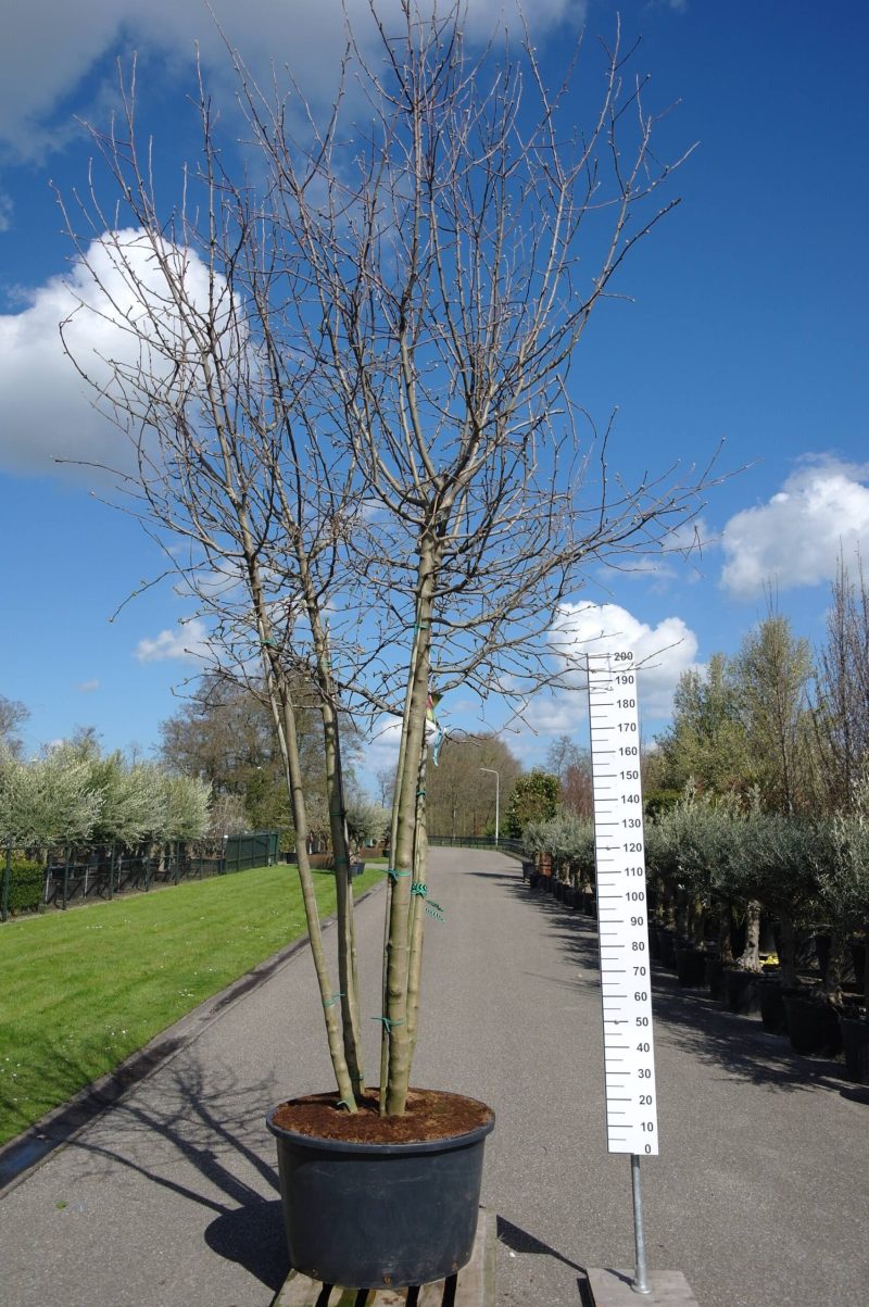 Malus domestica Elstar/Golden Delicious duo appelboom