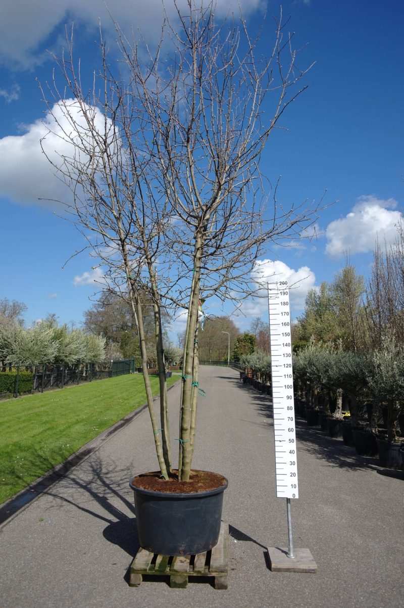 Malus domestica 'Fuji' multistam appelboom