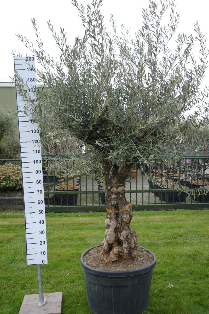 Olijfboom Olea Europea Hojiblanco