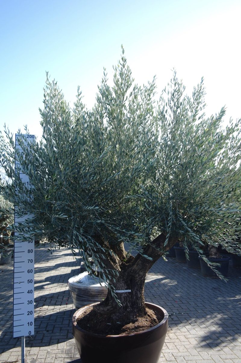Olijfboom Olea Europea in sierpot