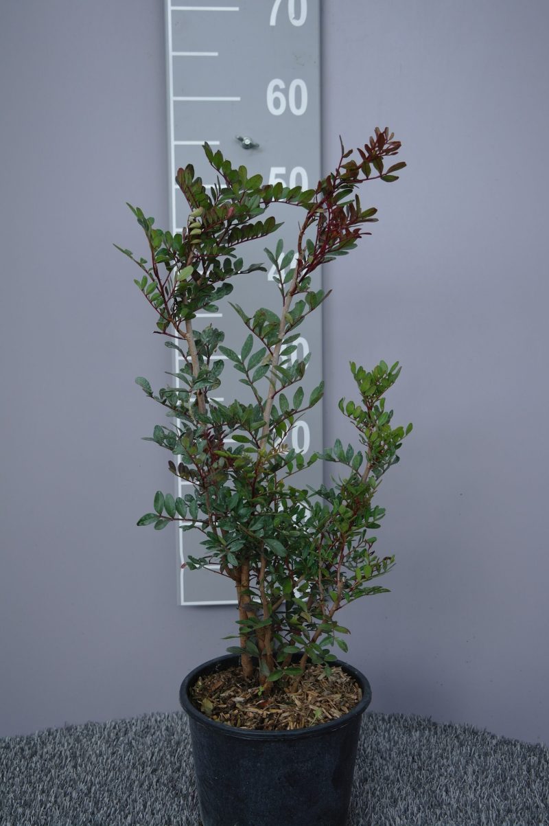 Pistache Lentiscus