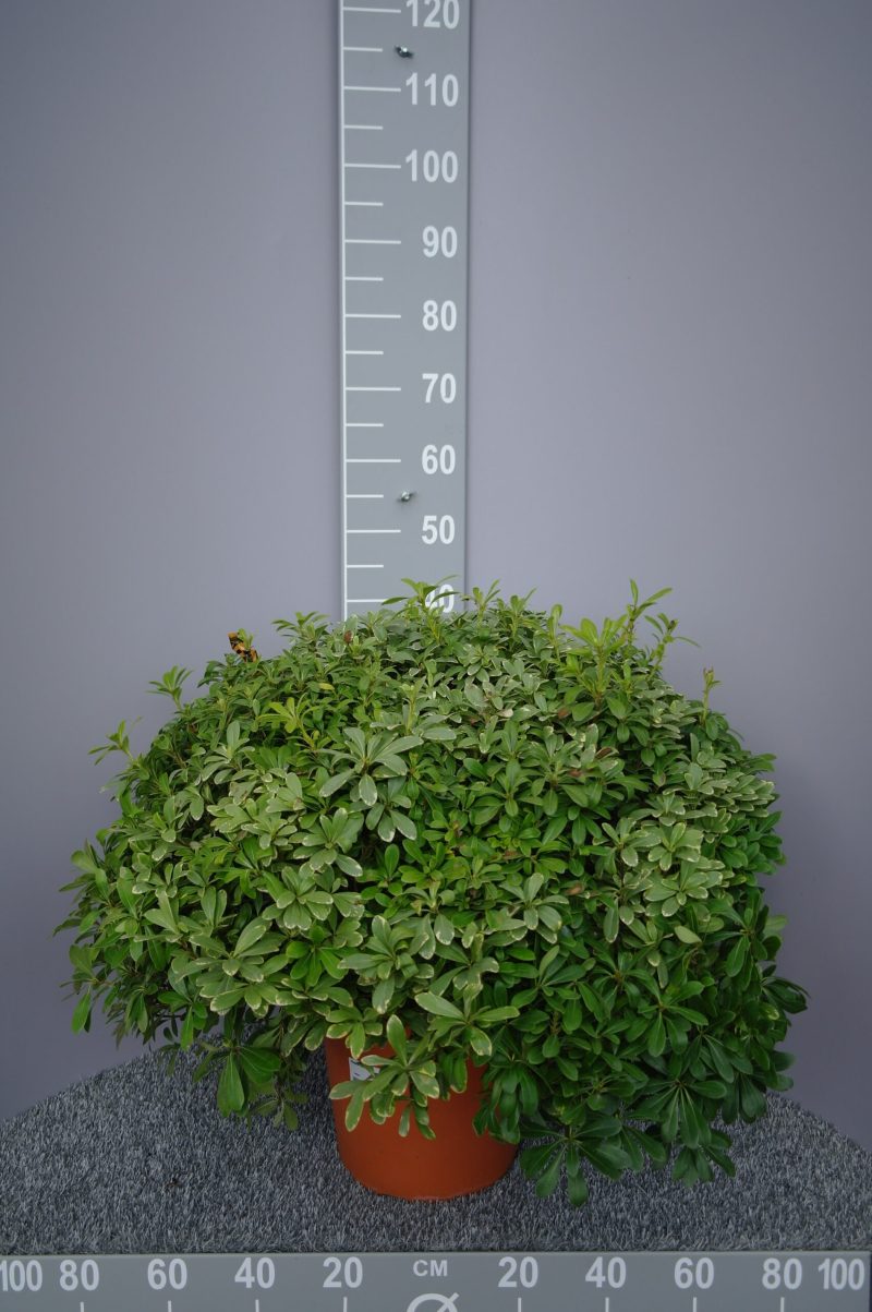 Pittosporum tobira Nanum