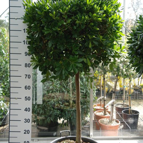 Pittosporum tobira Nanum