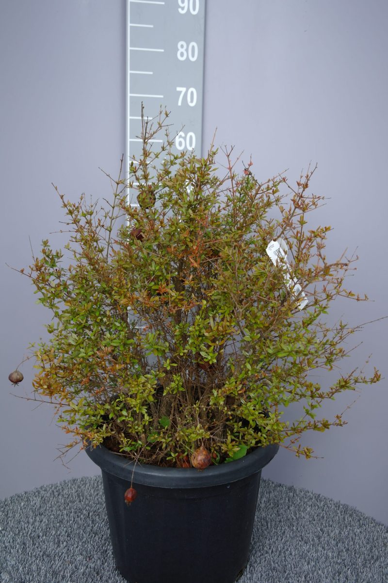 Punica Granatum nana- Granaatappel