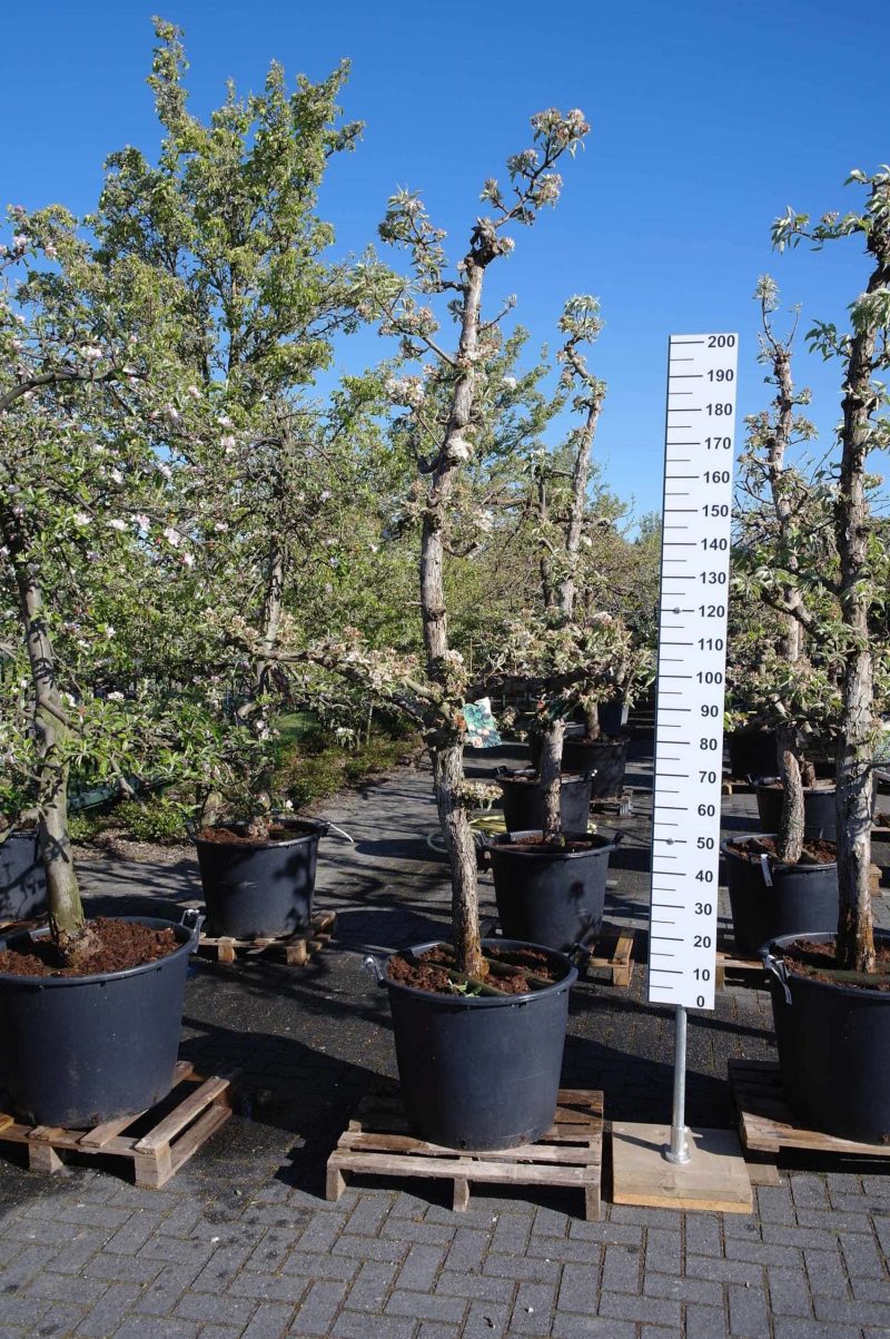 Pyrus communis 'Gieser Wildeman' (stoofpeer)