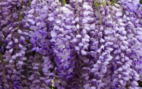 Wisteria sinensis 'Golden King' - Blauwe regen