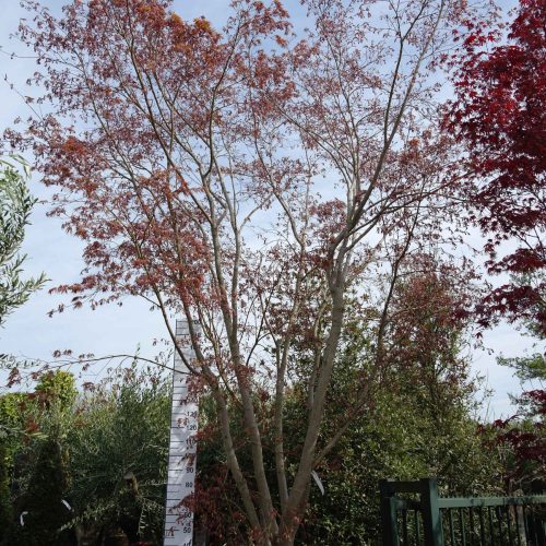 Acer palmatum 'Fireglow' (Japanse esdoorn)