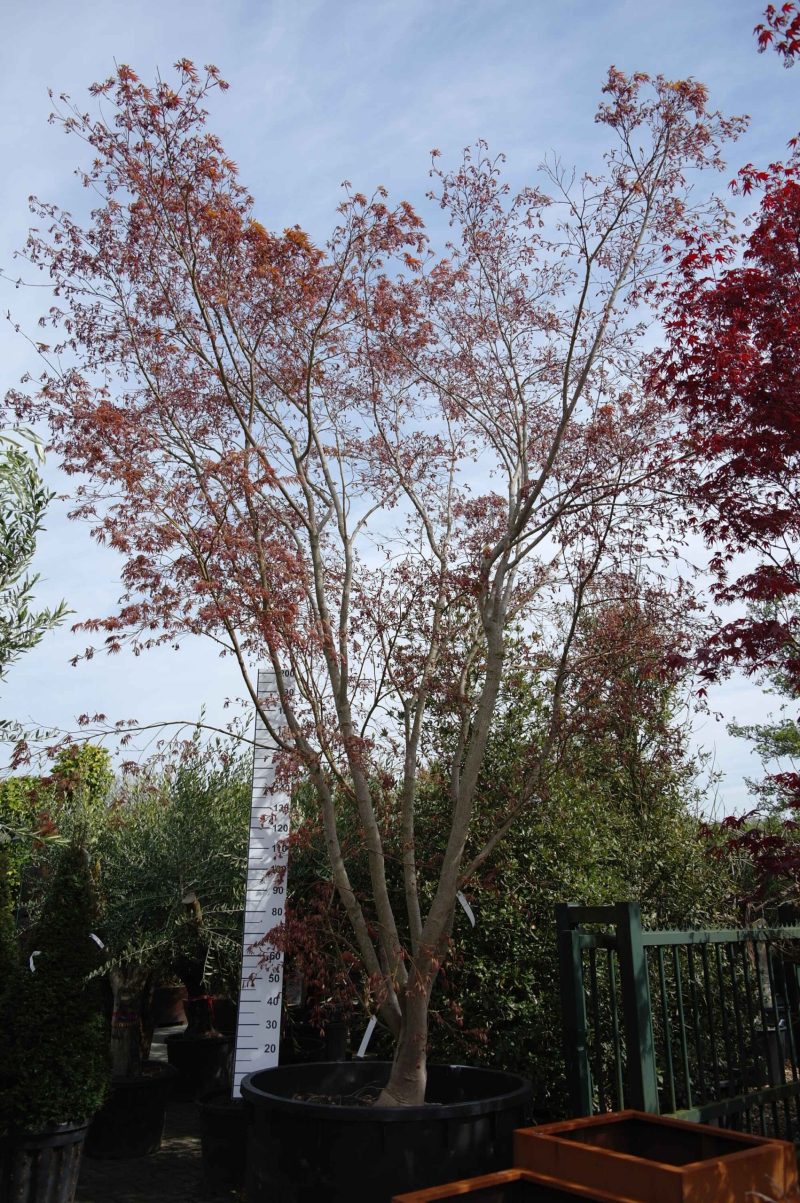 Acer palmatum 'Fireglow' (Japanse esdoorn)