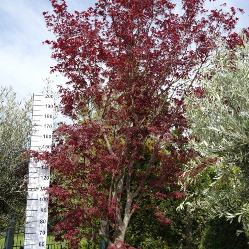 Acer Palmatum 'Masu-Kagami' (Japanse esdoorn)