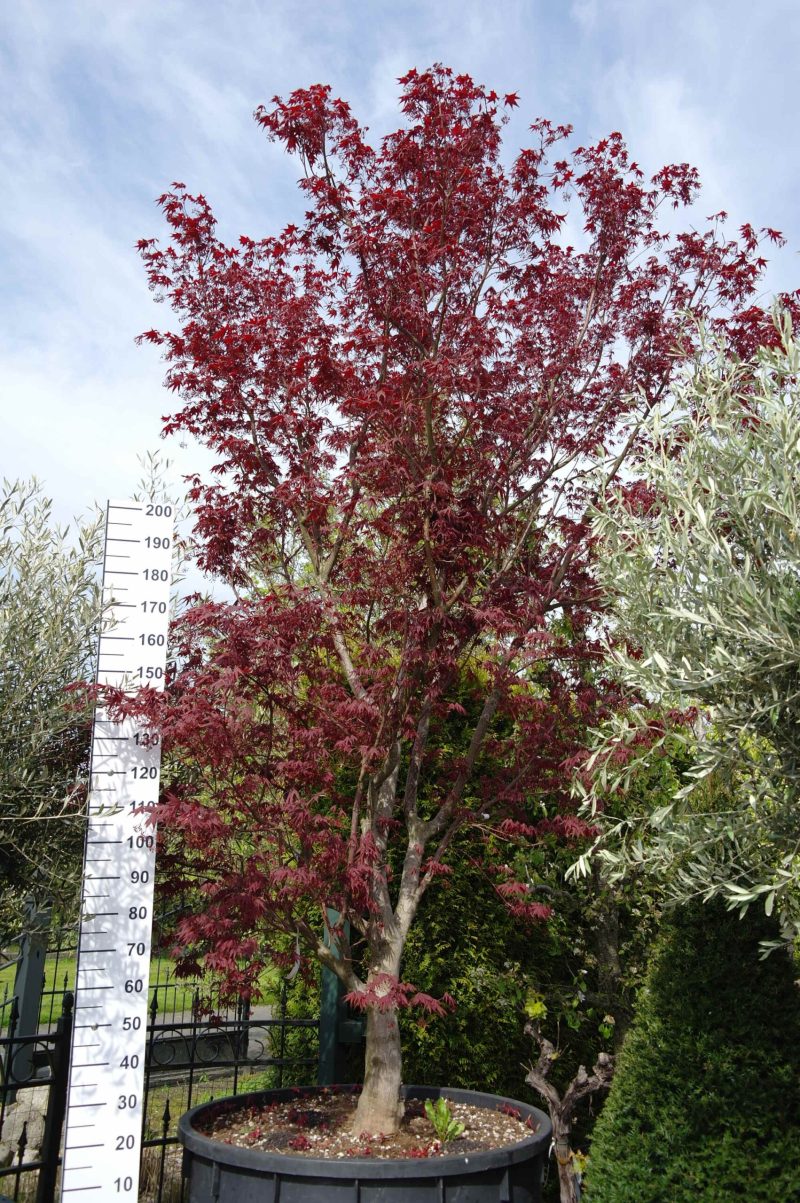 Acer Palmatum 'Masu-Kagami' (Japanse esdoorn)
