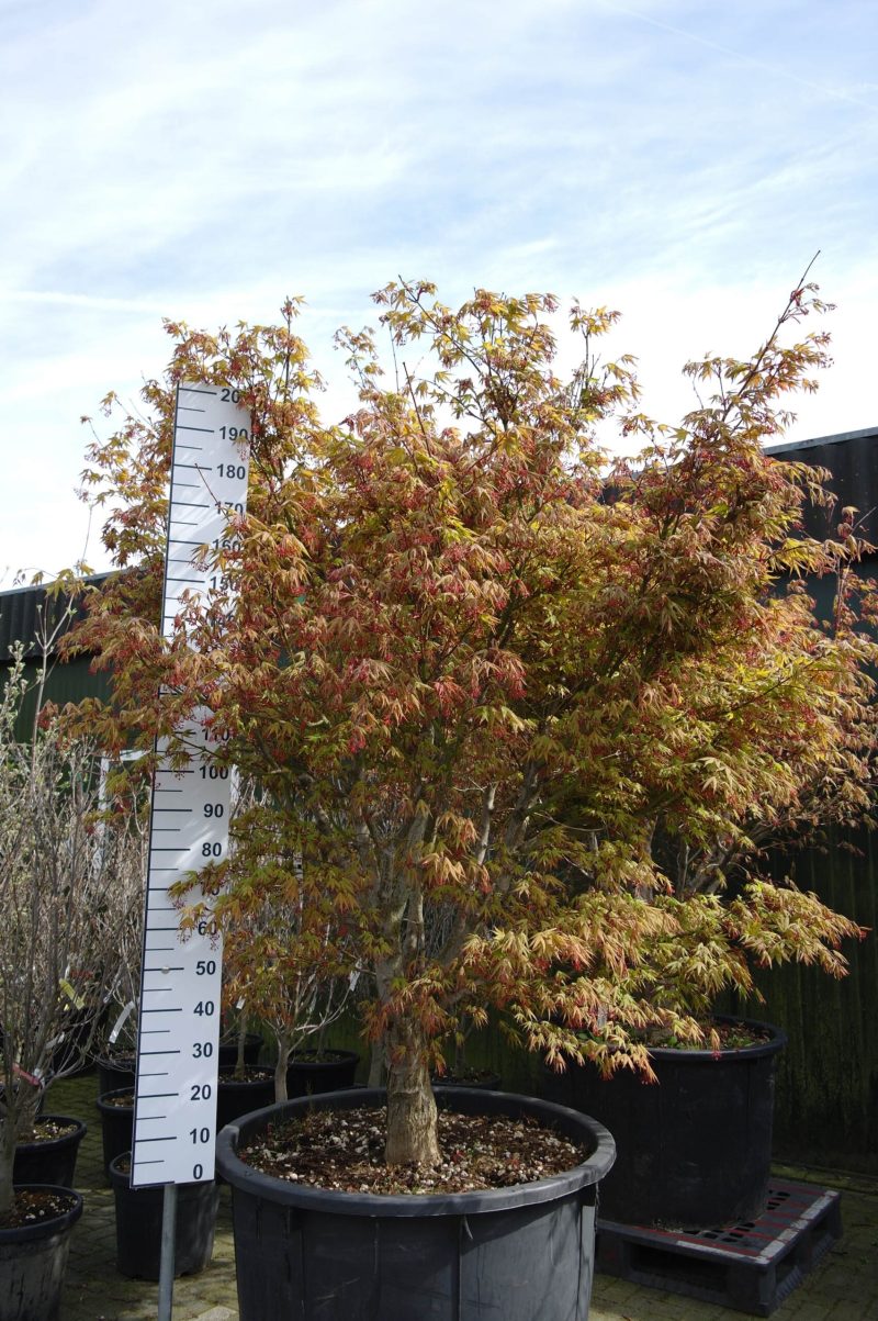 Acer palmatum 'Osakazuki' (Japanse esdoorn)