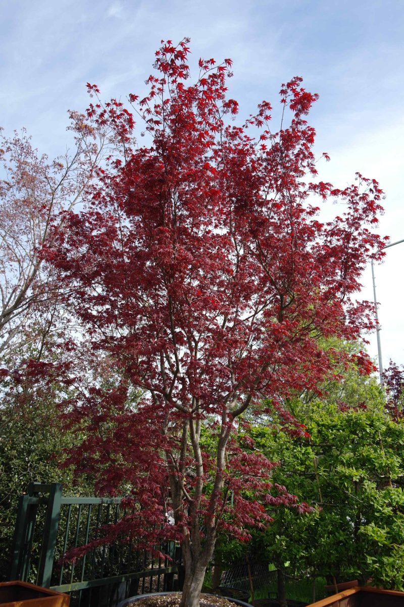 Acer Palmatum 'Shishigashira' (Japanse esdoorn)