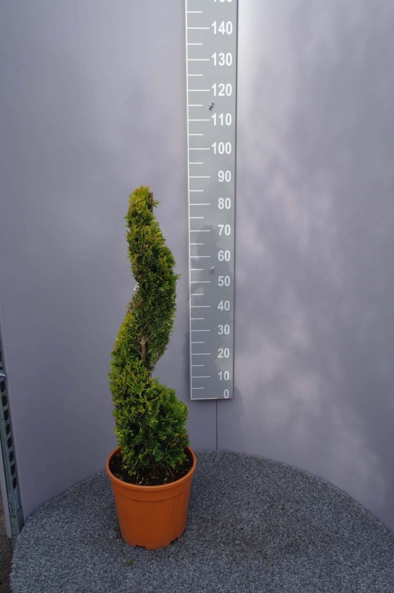 Cupressocyparis Leylandii 'Gold Rider' spiraal
