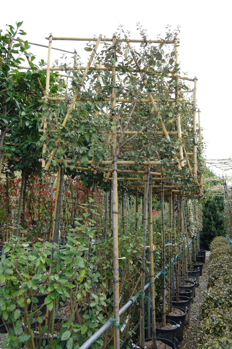 Elaeagnus Ebbingei compacta leivorm