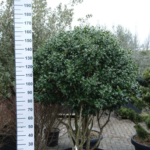 Chinese Hulst (Ilex 'Cornuta')