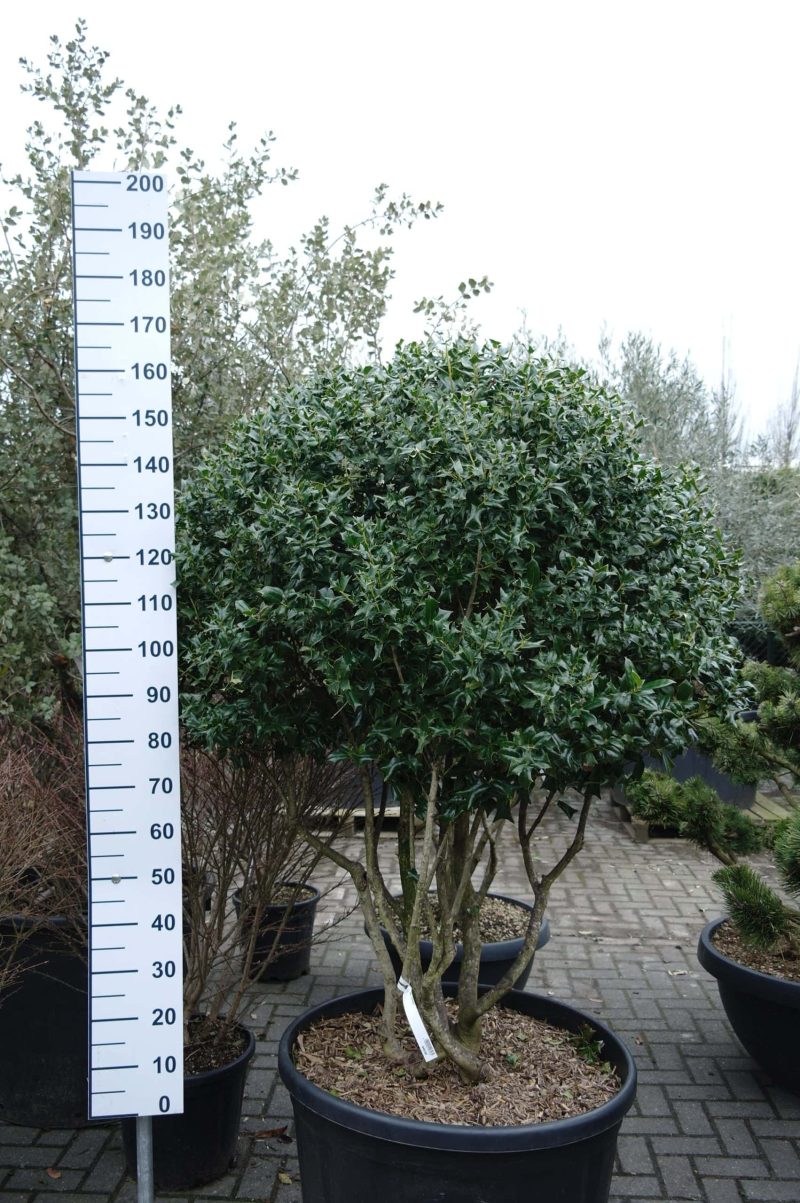 Ilex Cornuta