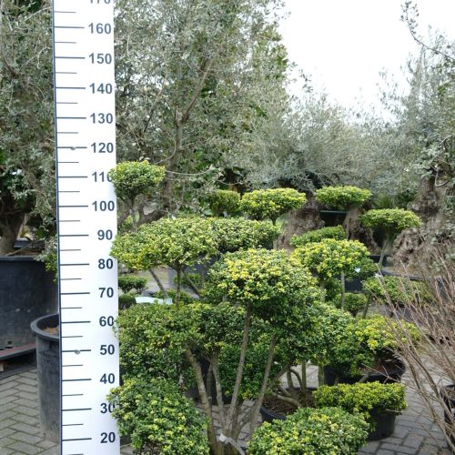 Japanse Hulst (Ilex Crenata 'Convexa')