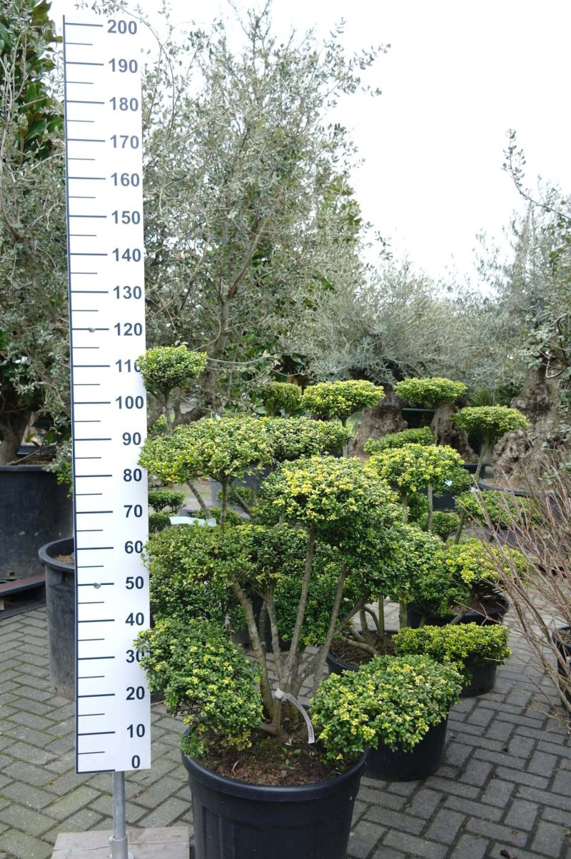 Ilex Crenata 'Convexa'