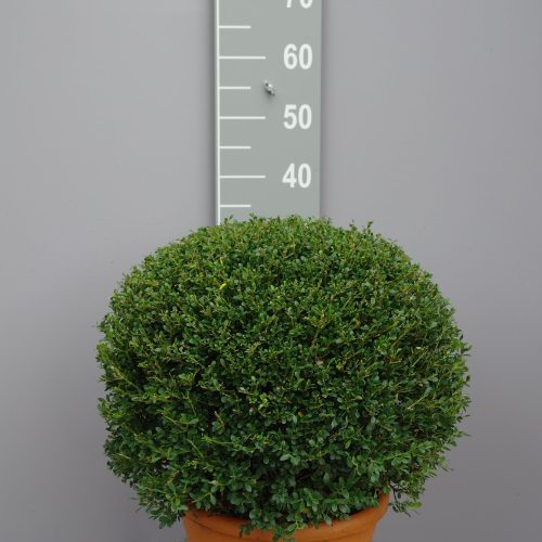 Japanse hulst als bolvorm (Ilex Crenata 'Glorie Gem')