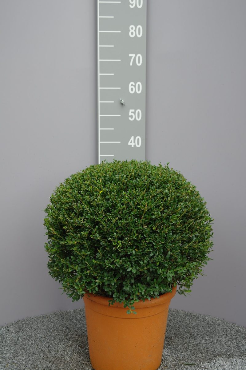 Ilex Crenata 'Glorie Gem'