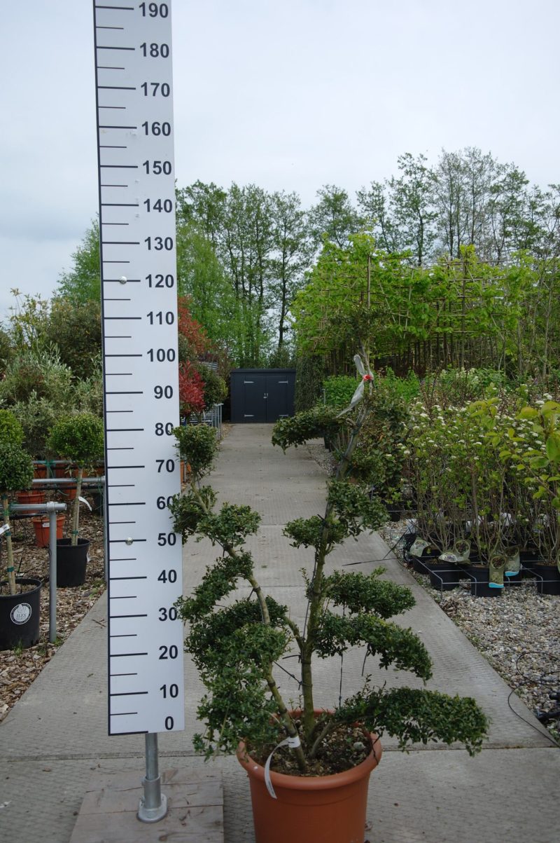 Ilex Crenata kinme