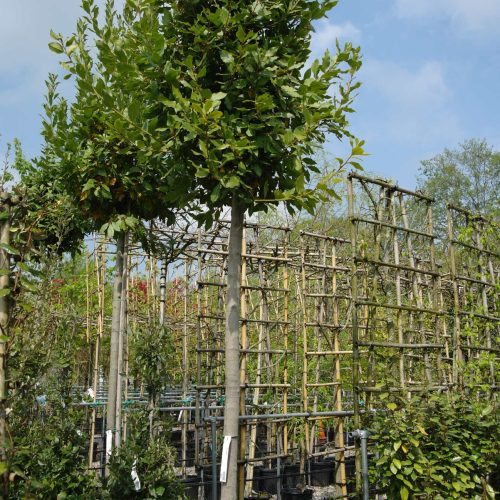 Laurus Nobilis op stam - Keukenlaurier