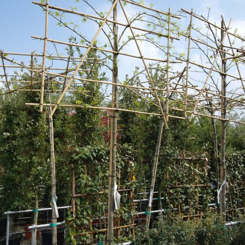 Liquidambar Styraciflua leiboom (Amberboom)