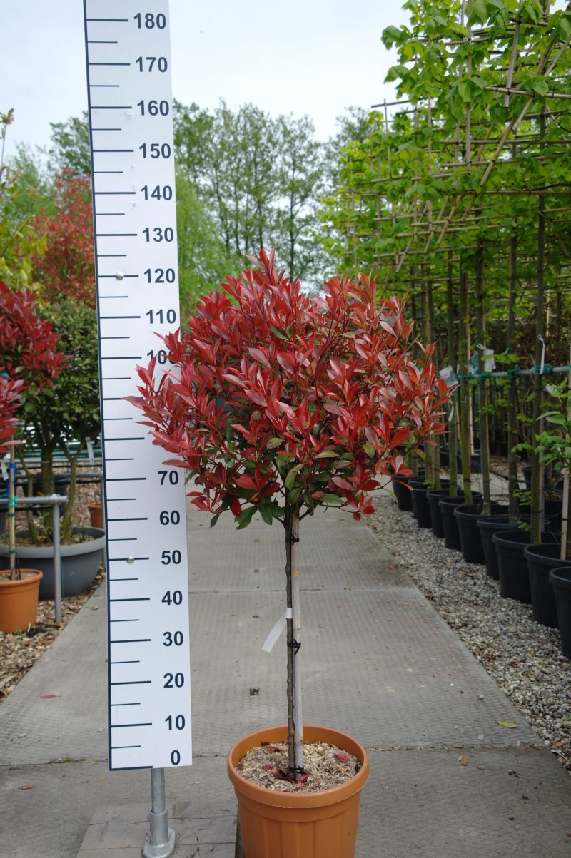 Photinia Carre Rouge op stam