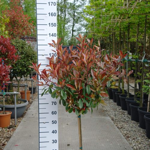 Photinia Red Robin op stam