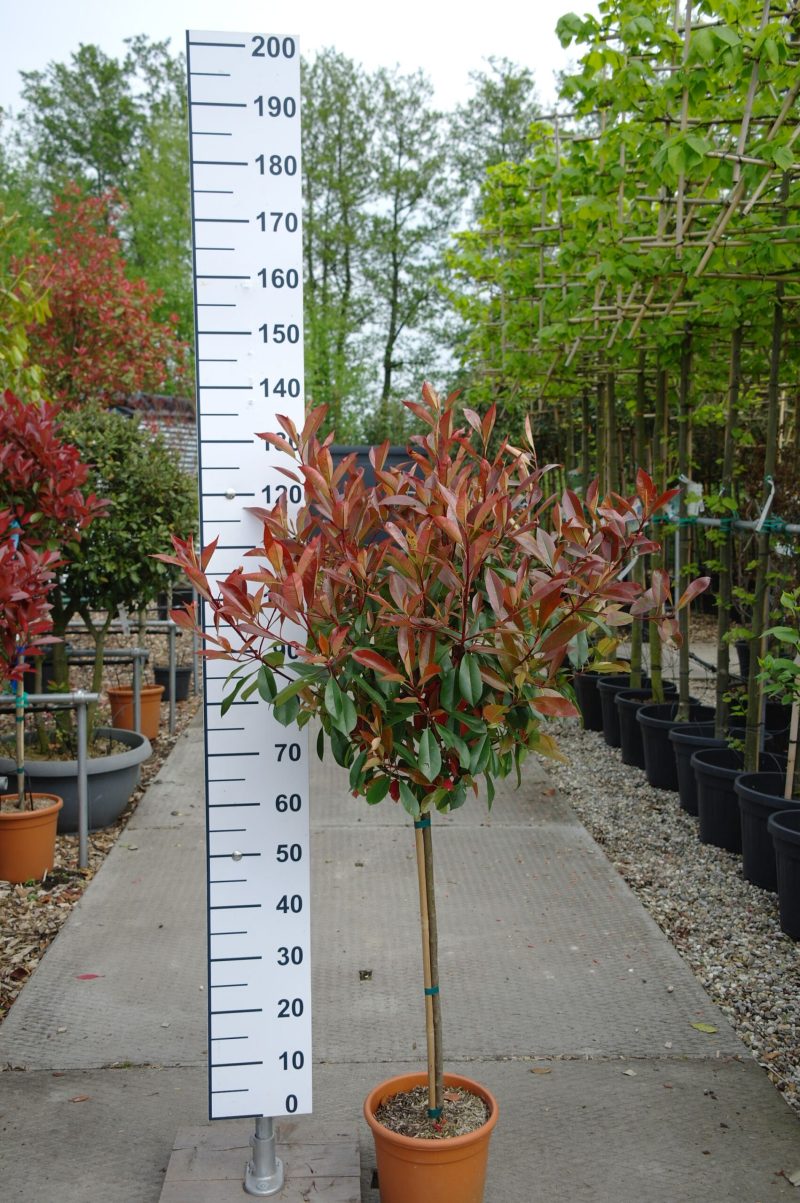 Photinia Red Robin op stam
