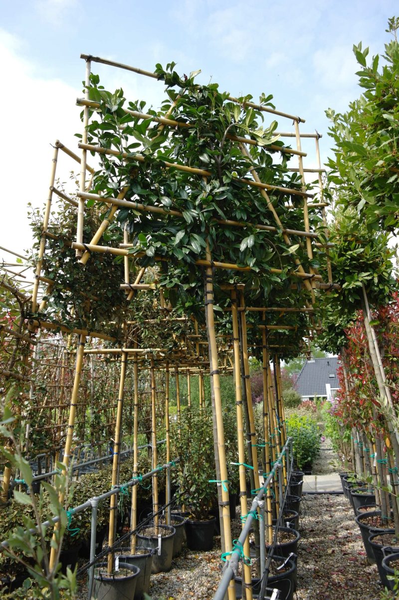 Prunus Novita leiboom