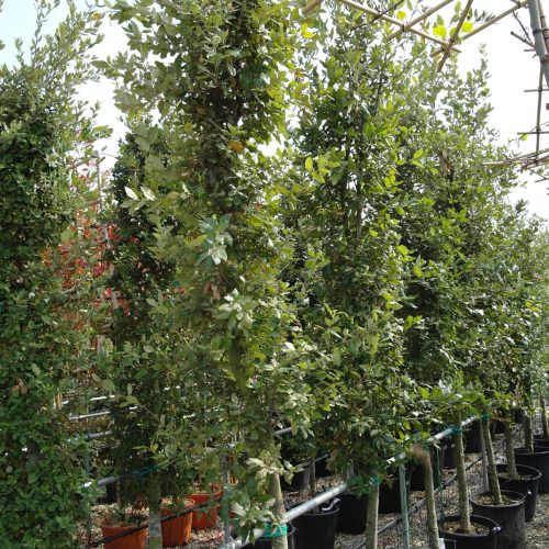 Steeneik op stam 260cm (Quercus ilex)