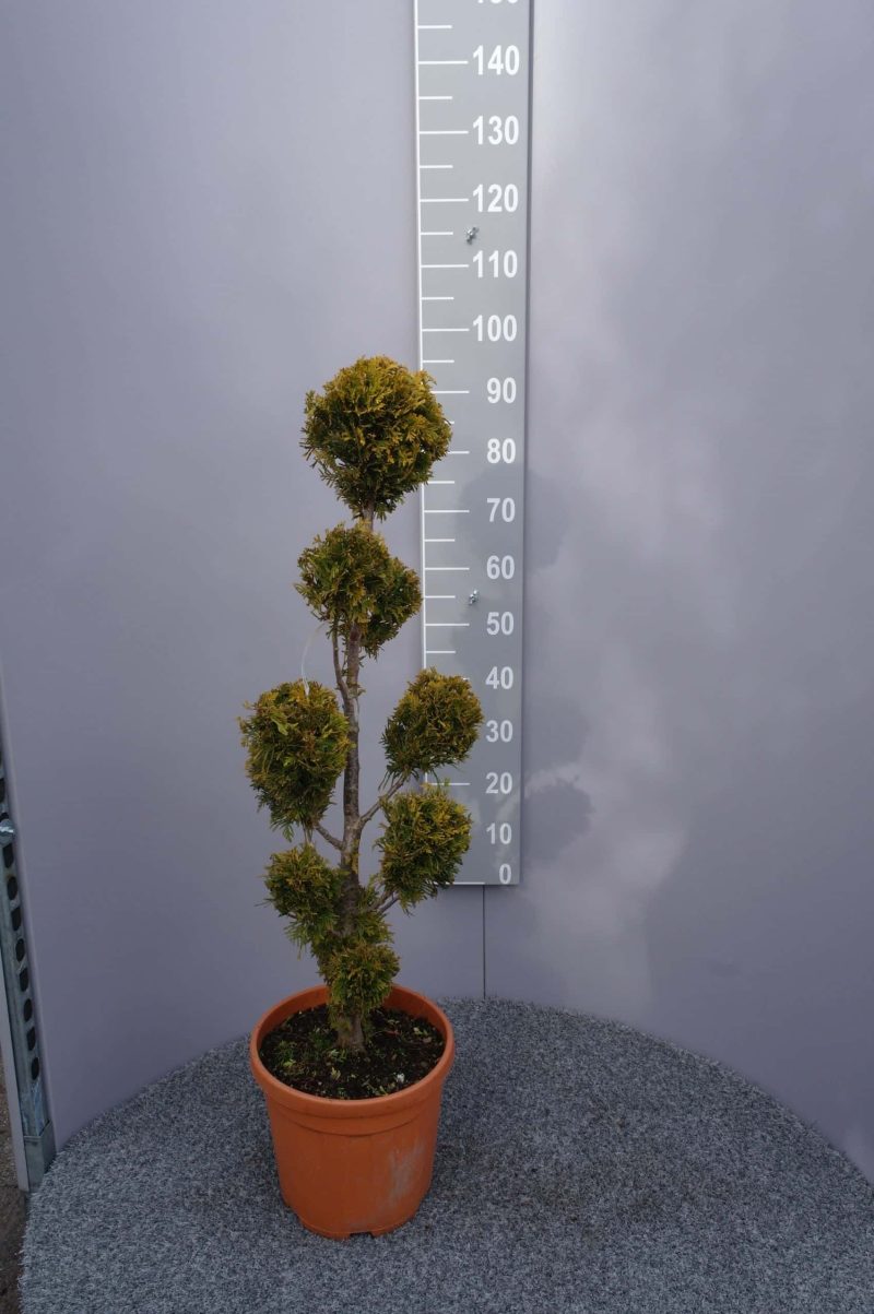 Thuja Occidentalis 'Golden Brabant' pon pon