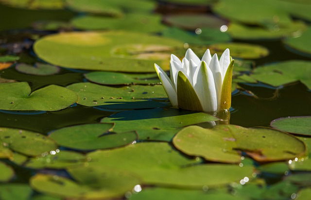 Vijver schoonmaken in mei