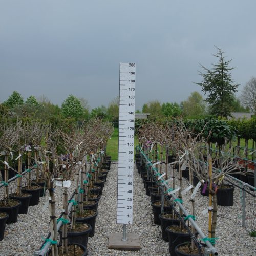 Wisteria Brachybotrys ‘ikojama Fuji’ op stam