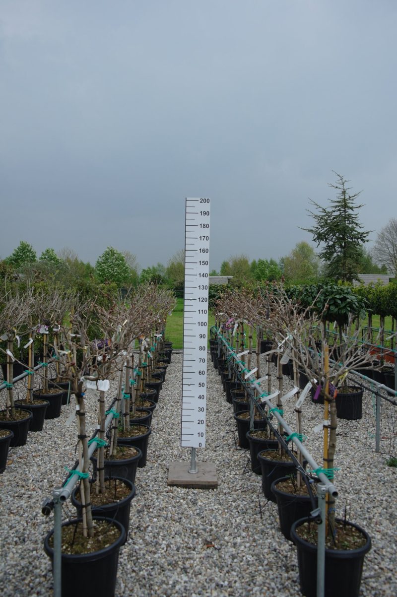Wisteria Sinensis 'Ito Koku Riu' op stam