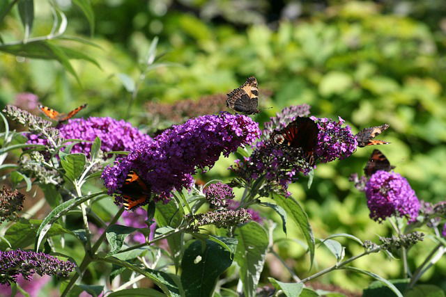 Buddleja verzorging