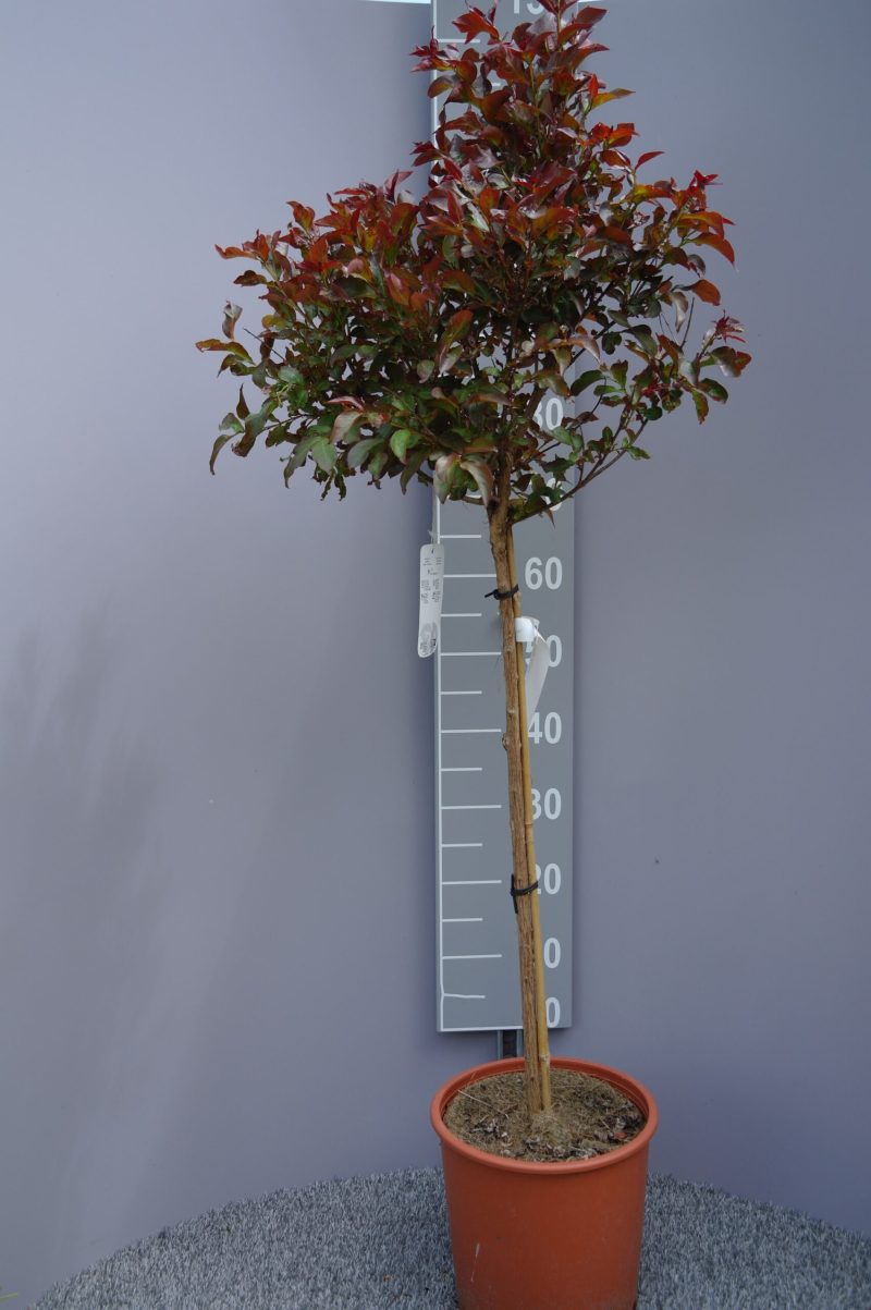 Lagerstroemia Indica 'Rhapsody in pink' op stam