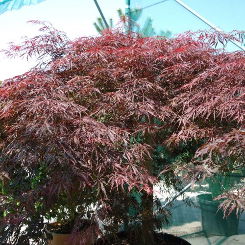 Acer Palmatum 'Inabe-Shidare'