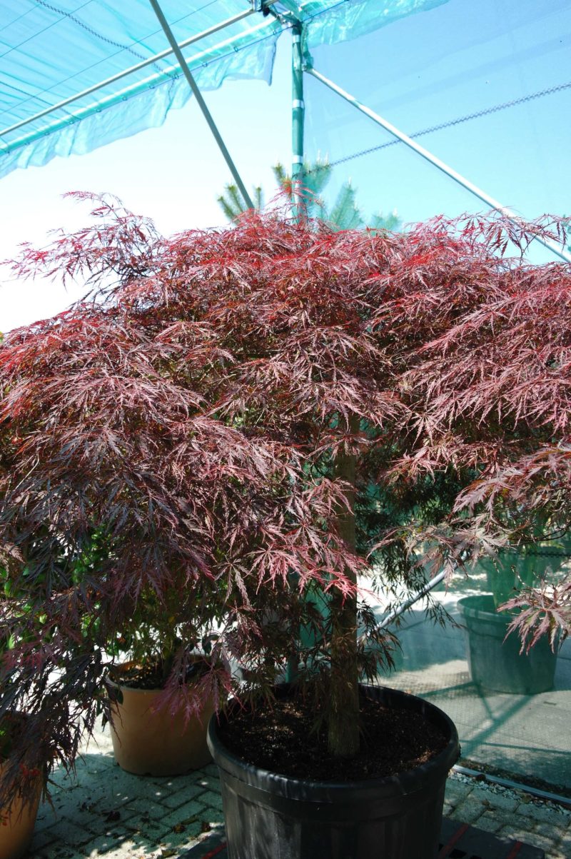 Acer Palmatum 'Inabe-Shidare'