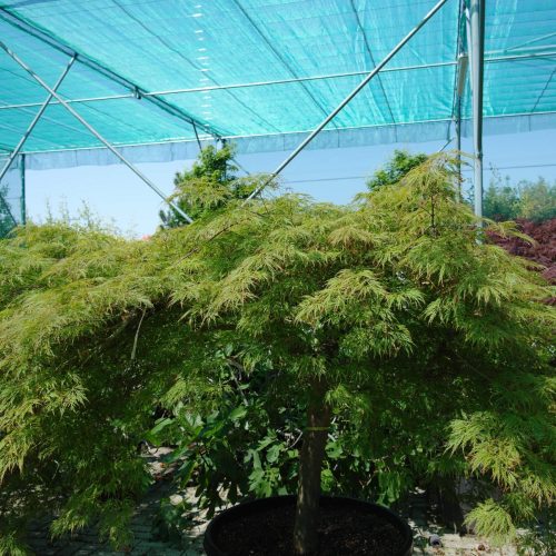 Acer Palmatum 'Dissectum Viridis' (Japanse esdoorn)