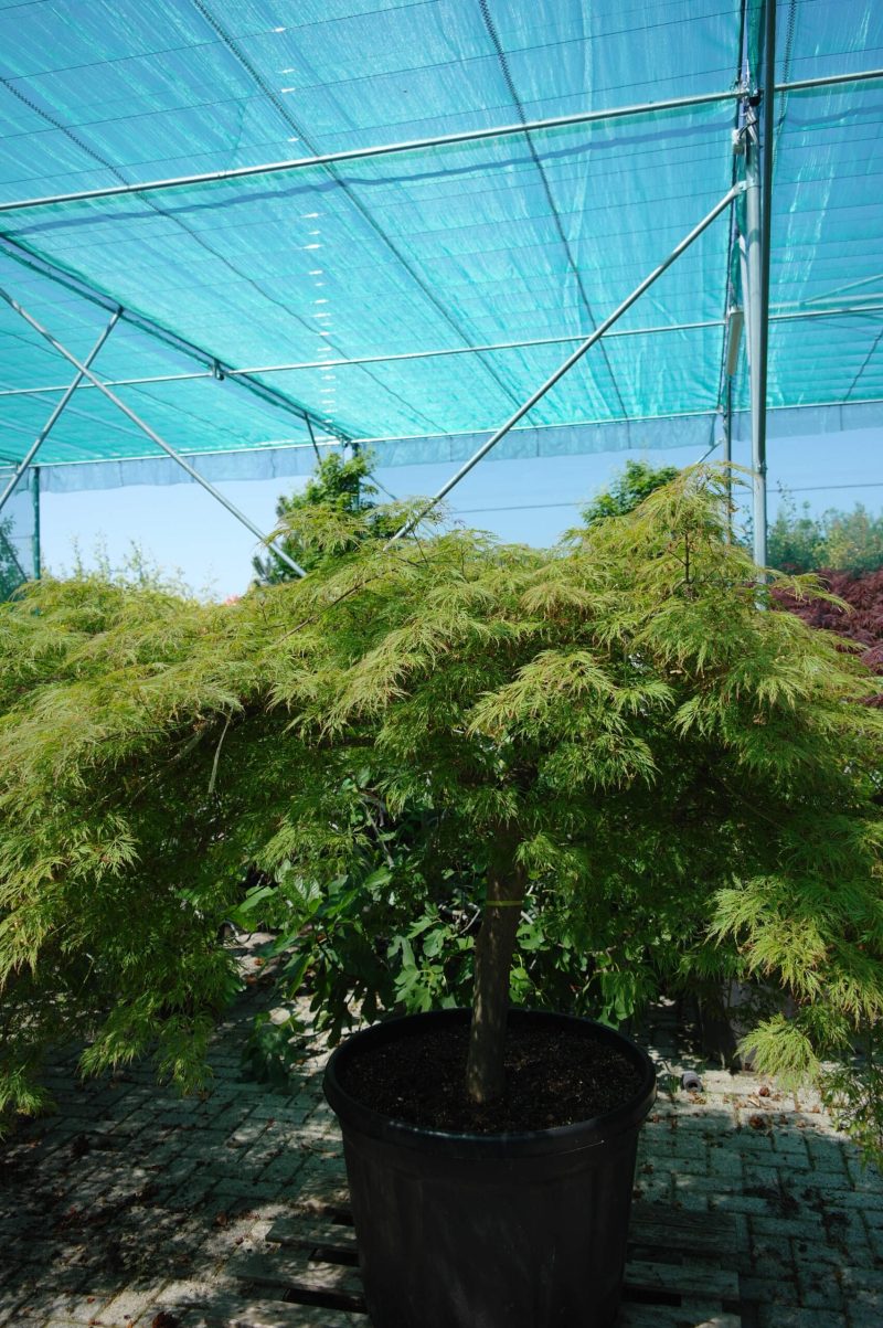 Acer Palmatum 'Dissectum Viridis' (Japanse esdoorn)