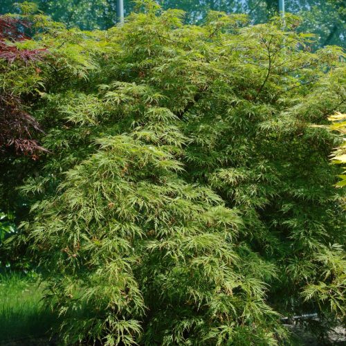 Acer Palmatum 'Dissectum Viridis' (Japanse esdoorn)