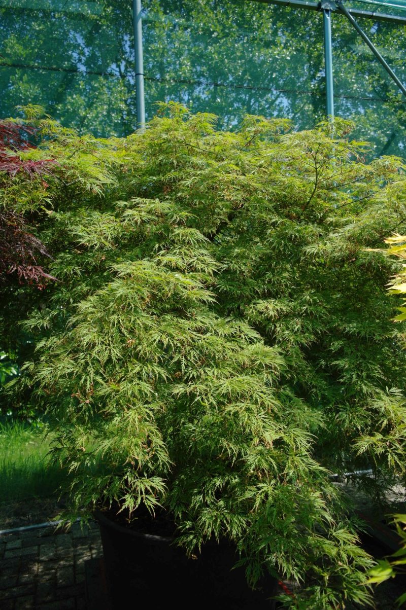 Acer Palmatum 'Dissectum Viridis' (Japanse esdoorn)