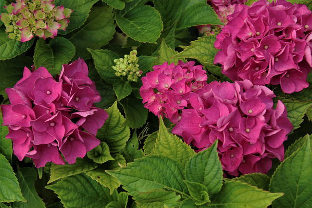 Roze hortensia in bloei