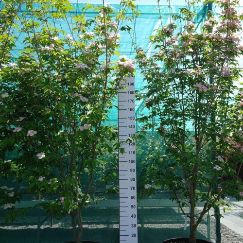 Cornus 'Stellar Pink' (Rutgan)