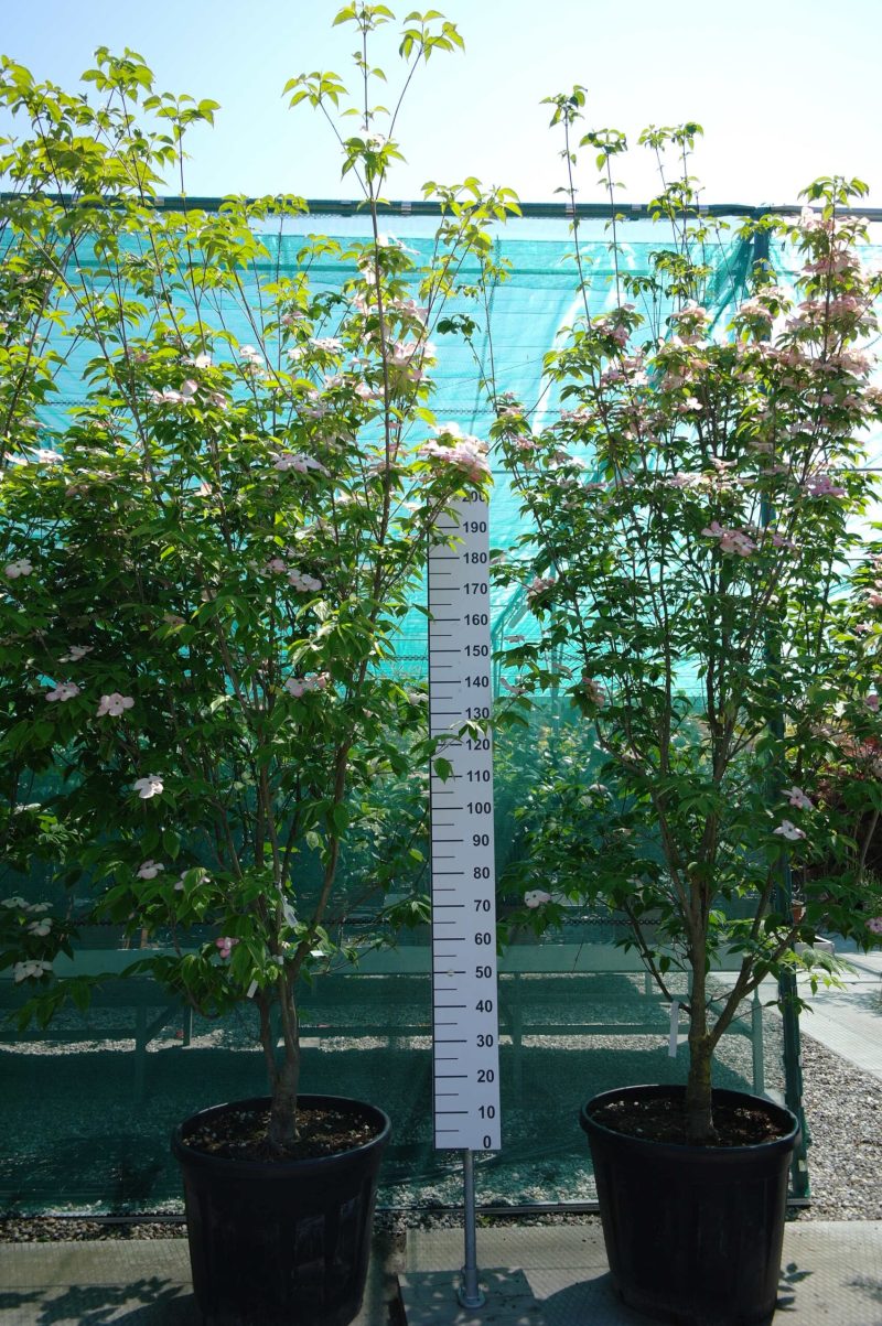Cornus 'Stellar Pink' (Rutgan)