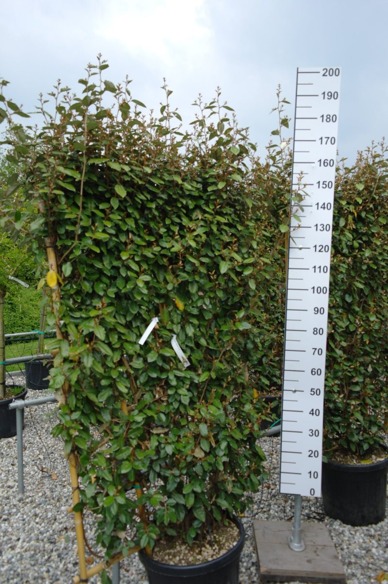 Elaeagnus Ebbingei compacta leirek