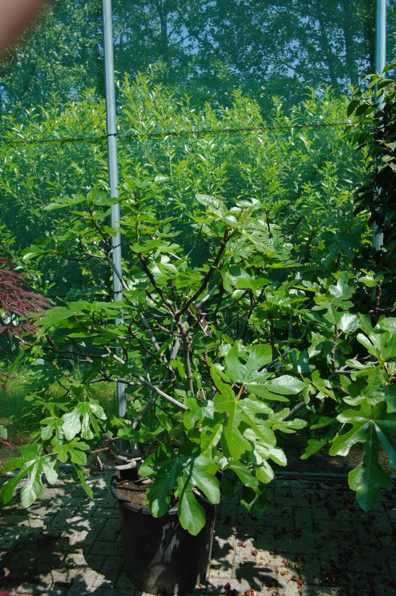 Ficus Carica 'Brogiotto Bianca' struik zwaar vertakt