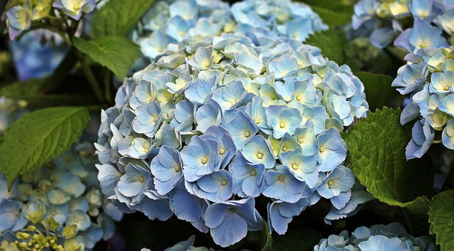 Verzorgen van de hortensia